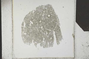 Plane Polarized, S24782