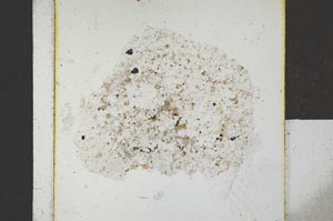 Plane Polarized, S24790