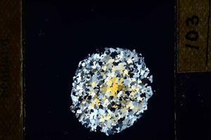 Cross Polarized, S24791