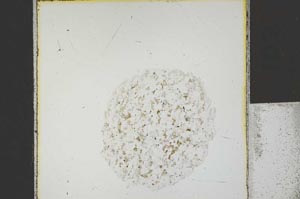 Plane Polarized, S24791