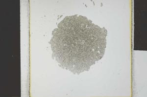 Plane Polarized, S24831