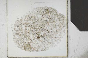 Plane Polarized, S24843