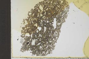 Plane Polarized, S24891