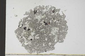 Plane Polarized, S24892
