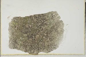 Plane Polarized, S24985