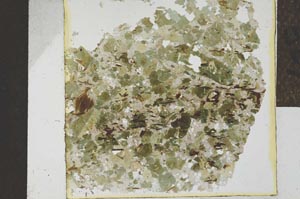 Plane Polarized, S25083