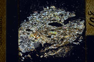 Cross Polarized, S25137