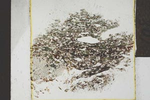 Plane Polarized, S25137