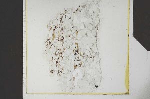 Plane Polarized, S25177/A