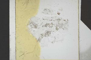 Plane Polarized, S25182