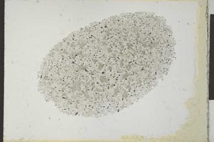 Plane Polarized, S25234