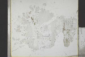 Plane Polarized, S25313