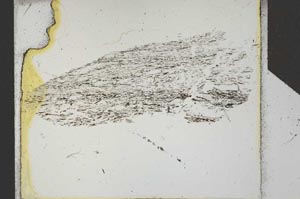 Plane Polarized, S25318