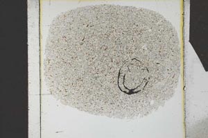 Plane Polarized, S25535