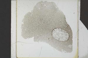 Plane Polarized, S25537