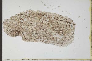 Plane Polarized, S25562