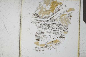 Plane Polarized, S25686