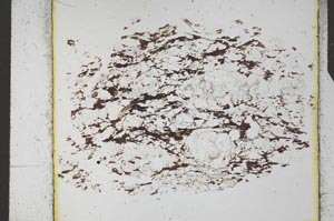 Plane Polarized, S25687