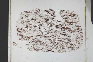 Plane Polarized, S25688