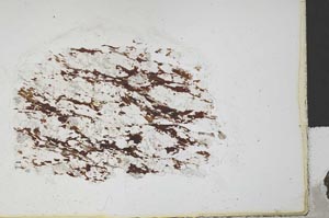 Plane Polarized, S25689