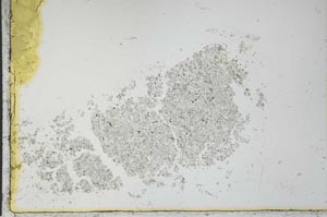 Plane Polarized, S25702