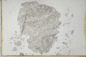 Plane Polarized, S25713