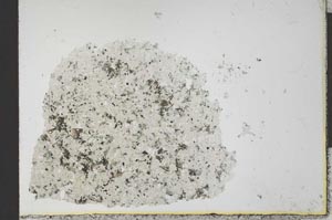 Plane Polarized, S25786