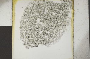 Plane Polarized, S25808