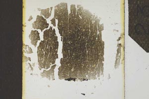 Plane Polarized, S25812