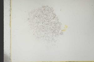 Plane Polarized, S25821