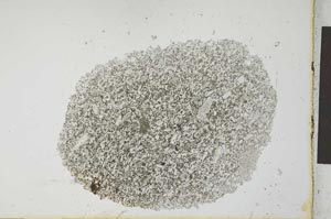 Plane Polarized, S25838