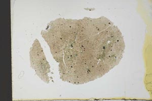 Plane Polarized, S25877