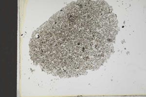 Plane Polarized, S25912