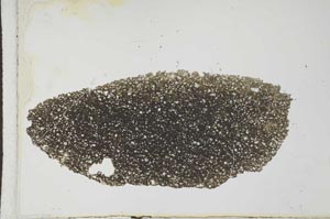 Plane Polarized, S25954