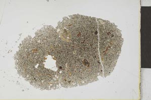 Plane Polarized, S25961