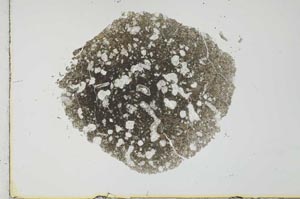 Plane Polarized, S25962