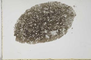 Plane Polarized, S25963