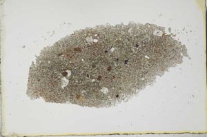 Plane Polarized, S25980