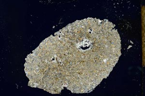 Cross Polarized, S25983