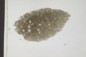 Plane Polarized, S25995