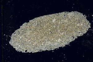 Cross Polarized, S25997