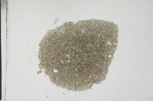 Plane Polarized, S25998