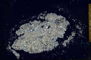 Cross Polarized, S26014