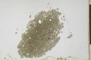 Plane Polarized, S26019