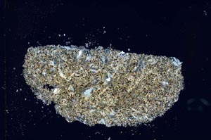 Cross Polarized, S26024