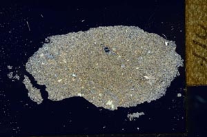 Cross Polarized, S26025