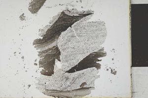 Plane Polarized, S26028