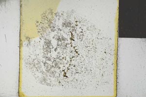 Plane Polarized, S26249