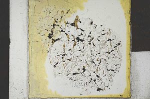 Plane Polarized, S26259