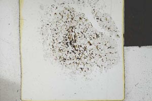 Plane Polarized, S26260